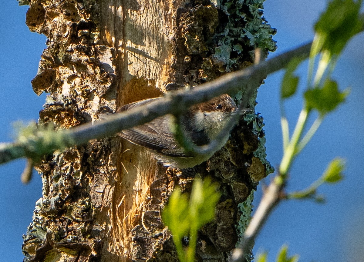 Brown-headed Nuthatch - ML618426544