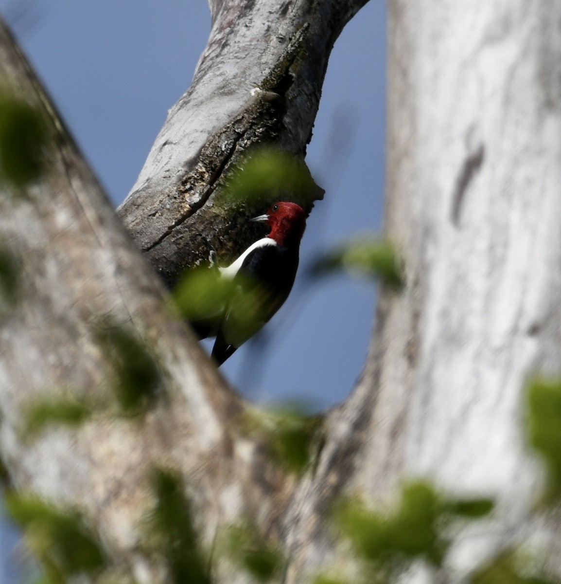 Red-headed Woodpecker - ML618426553