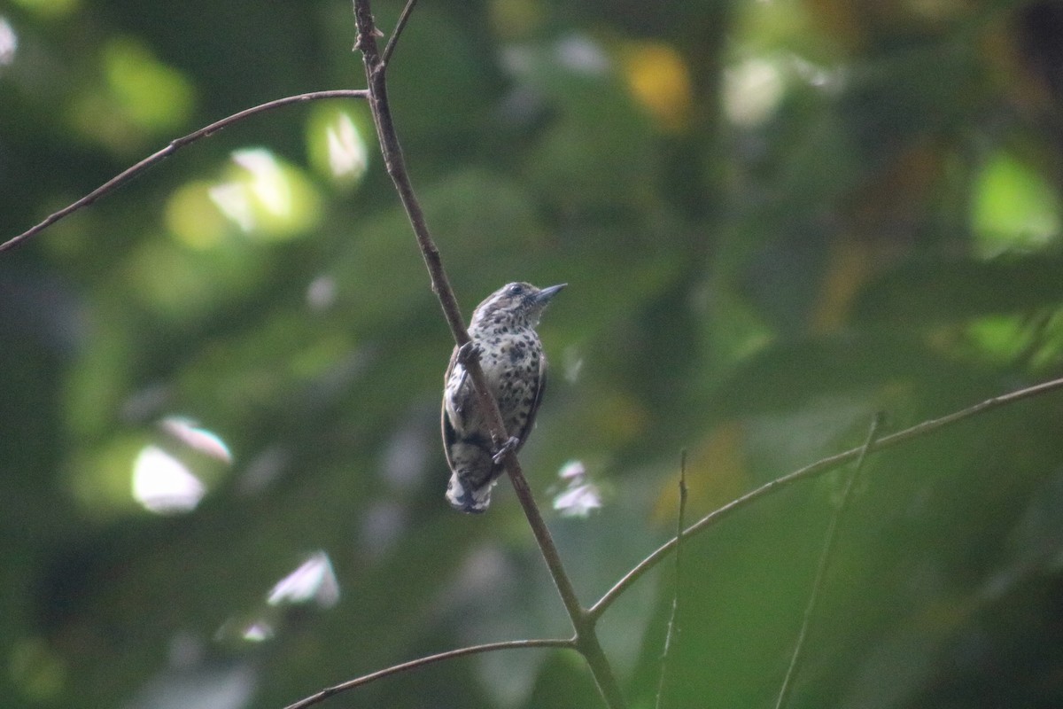 Speckled Piculet - ML618426558