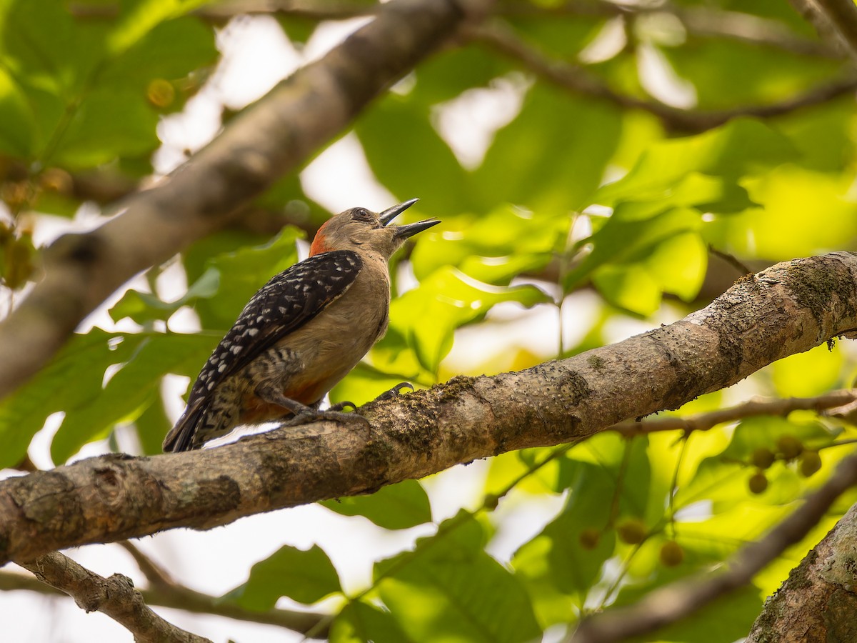 Red-crowned Woodpecker - ML618426565