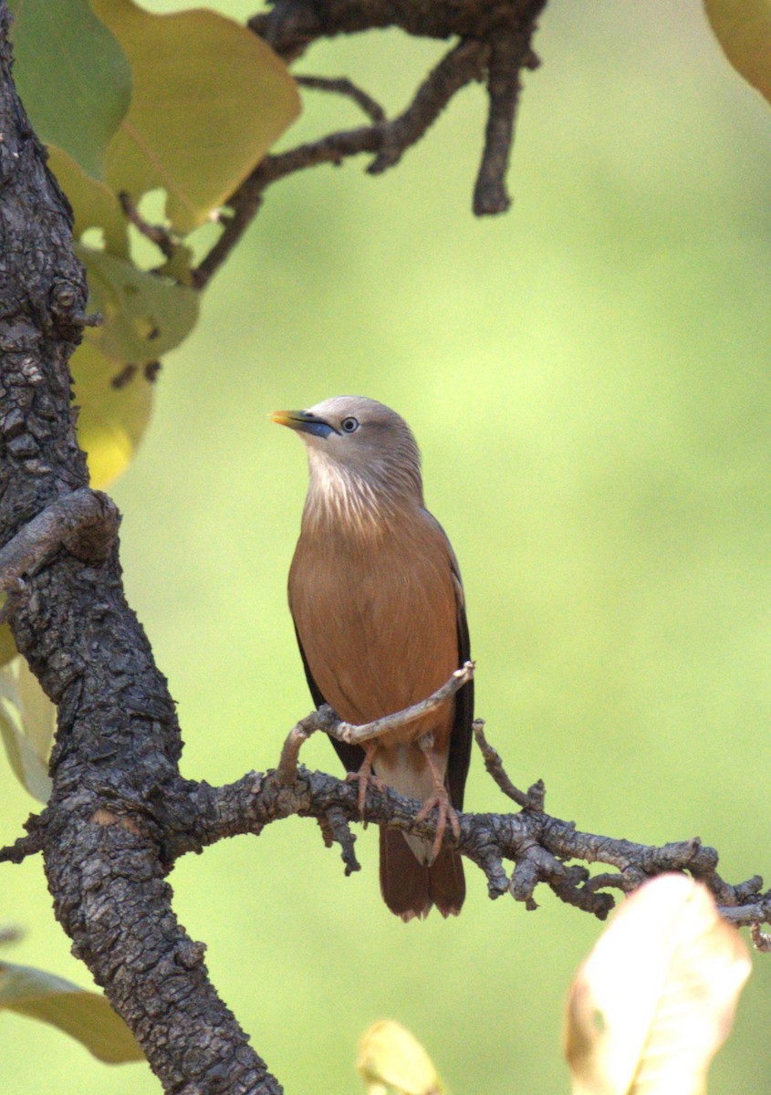 Chestnut-tailed Starling - ML618426569