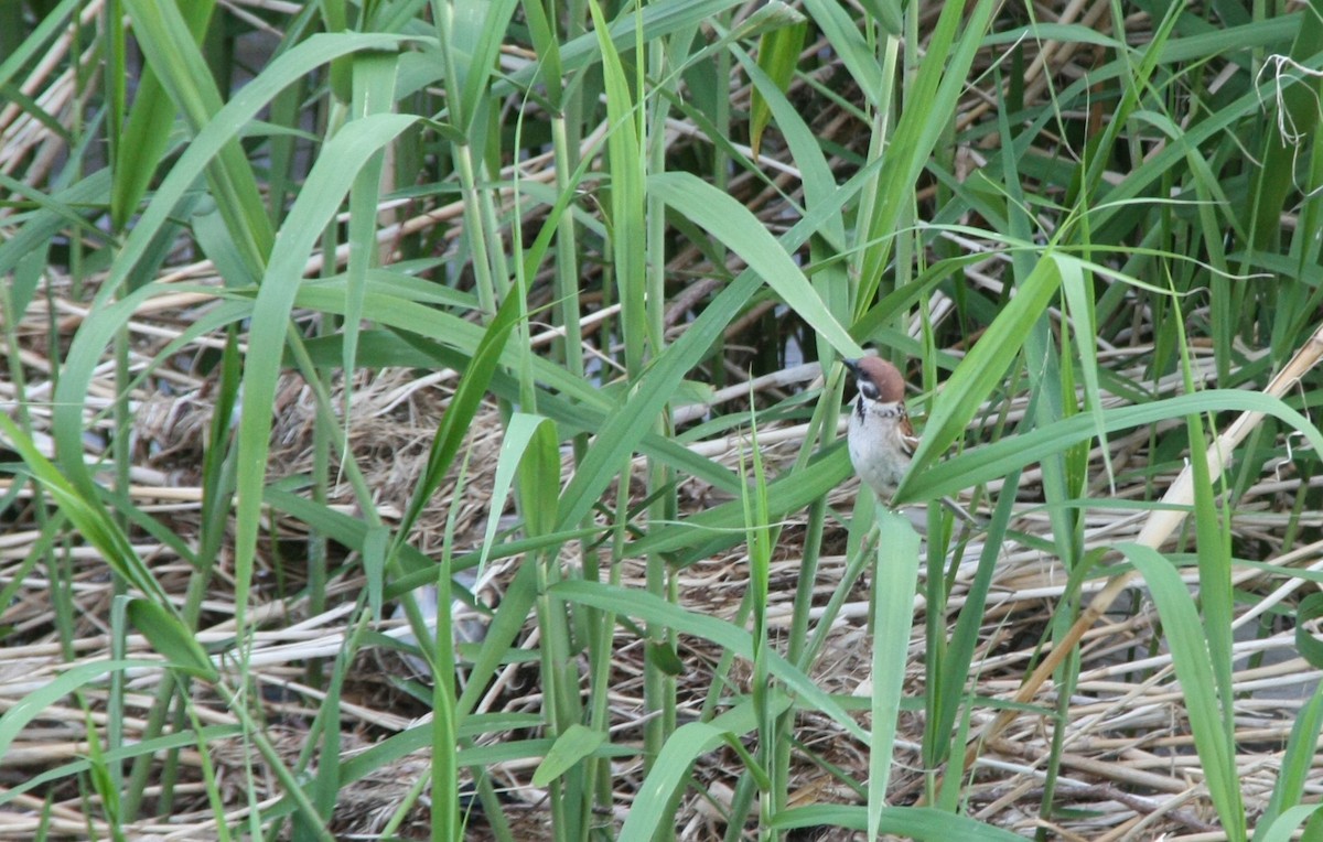 Eurasian Tree Sparrow - ML618426592