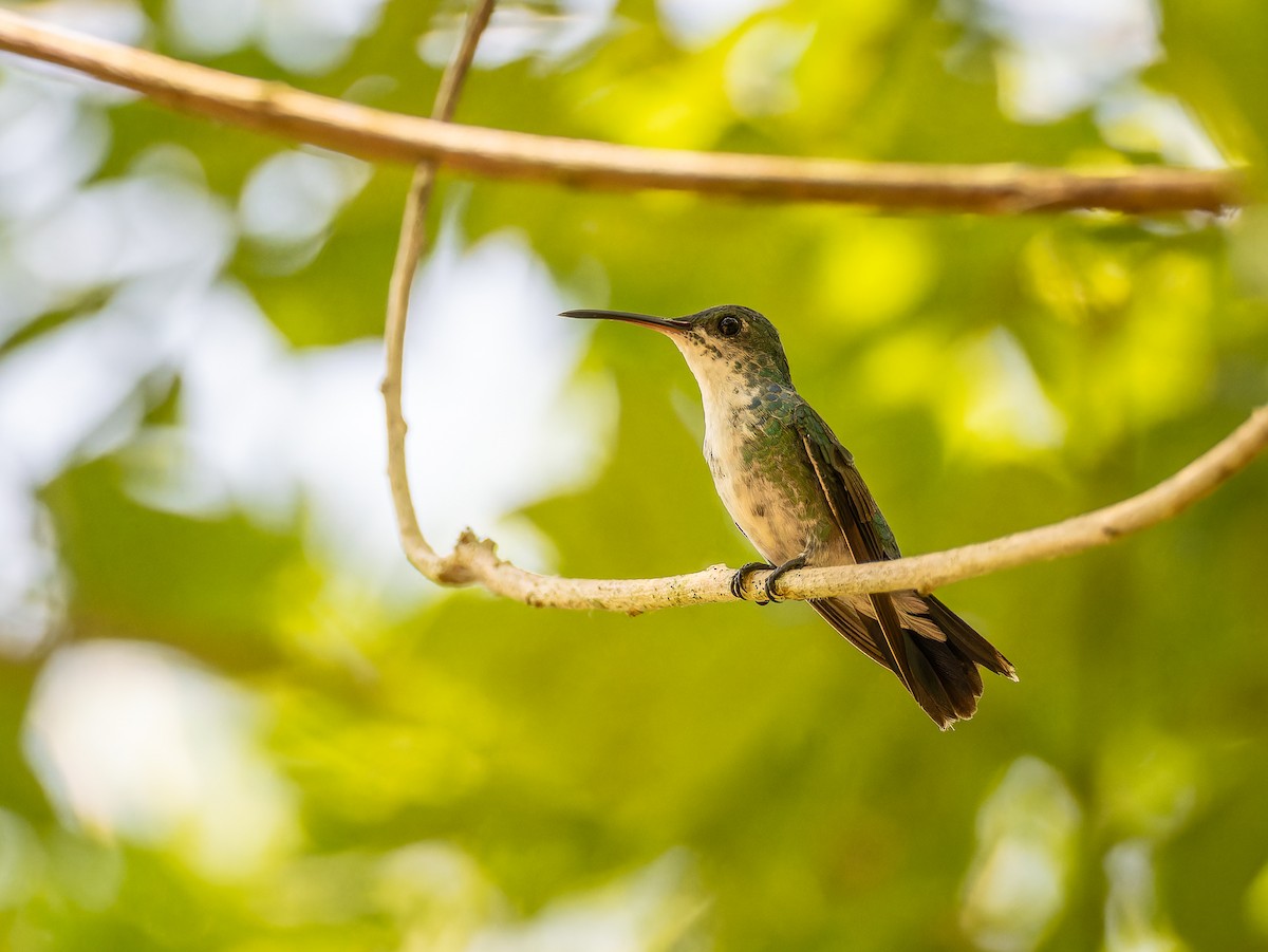 kolibřík panamský - ML618426598