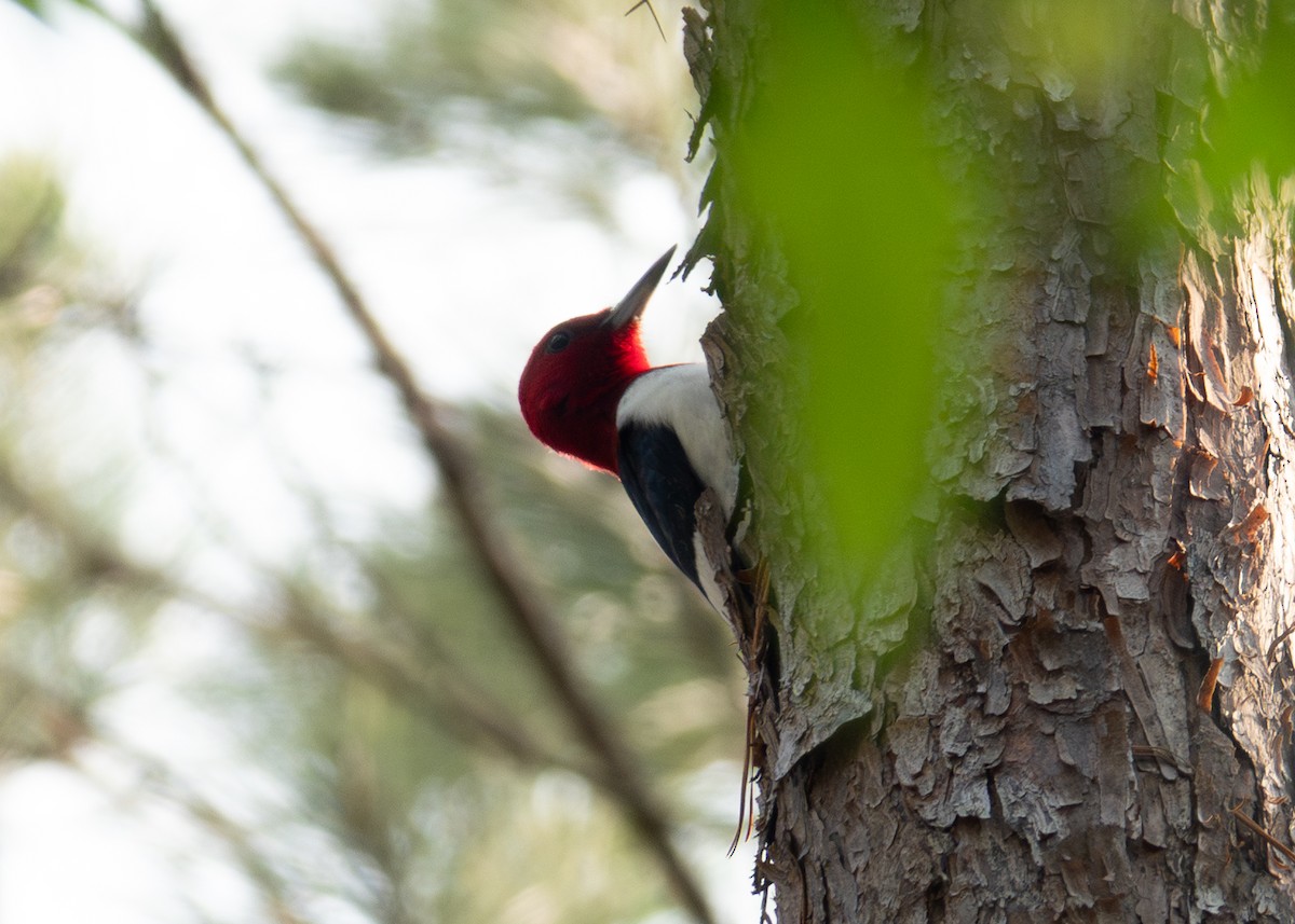 Red-headed Woodpecker - ML618426609
