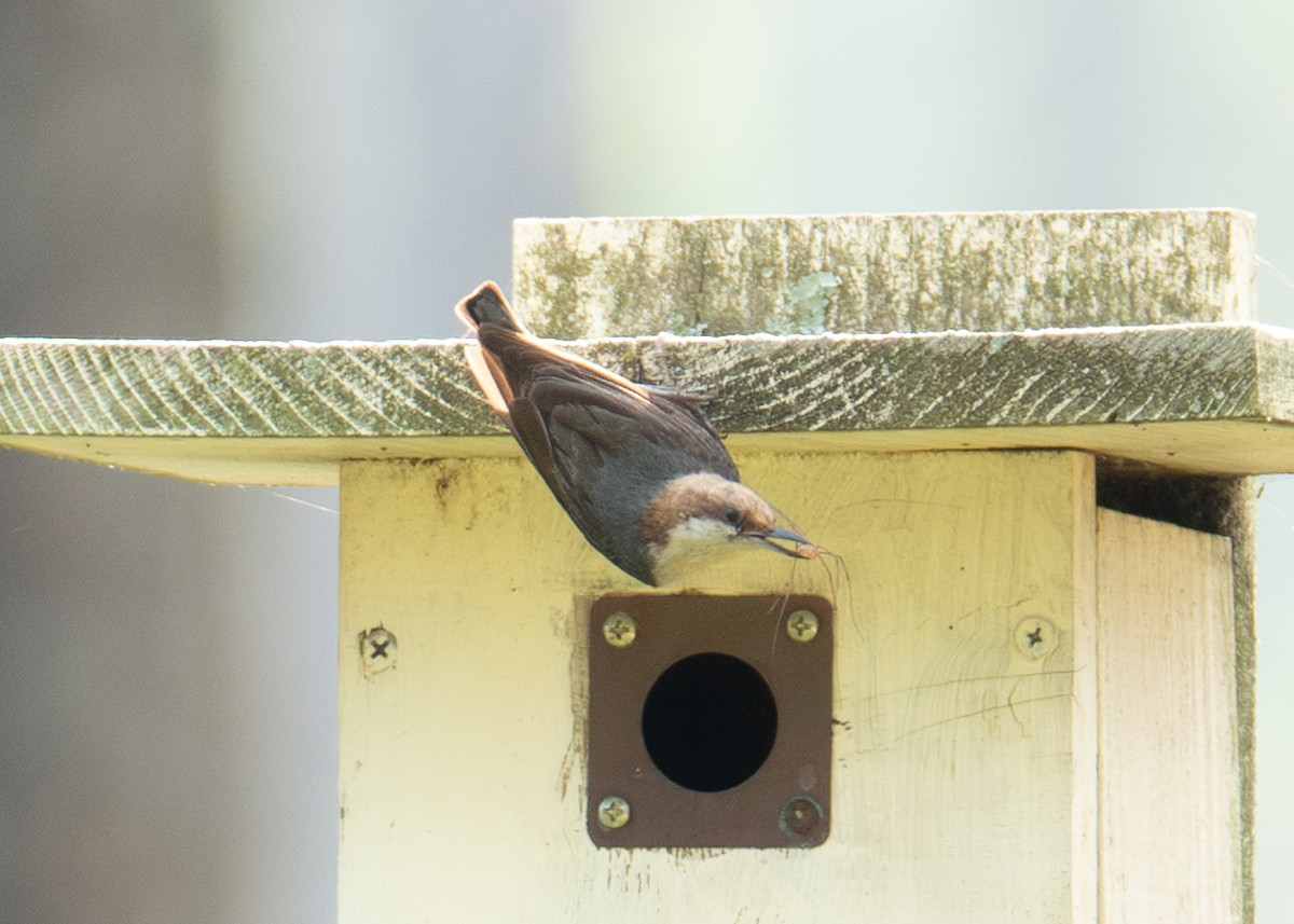 Brown-headed Nuthatch - ML618426619