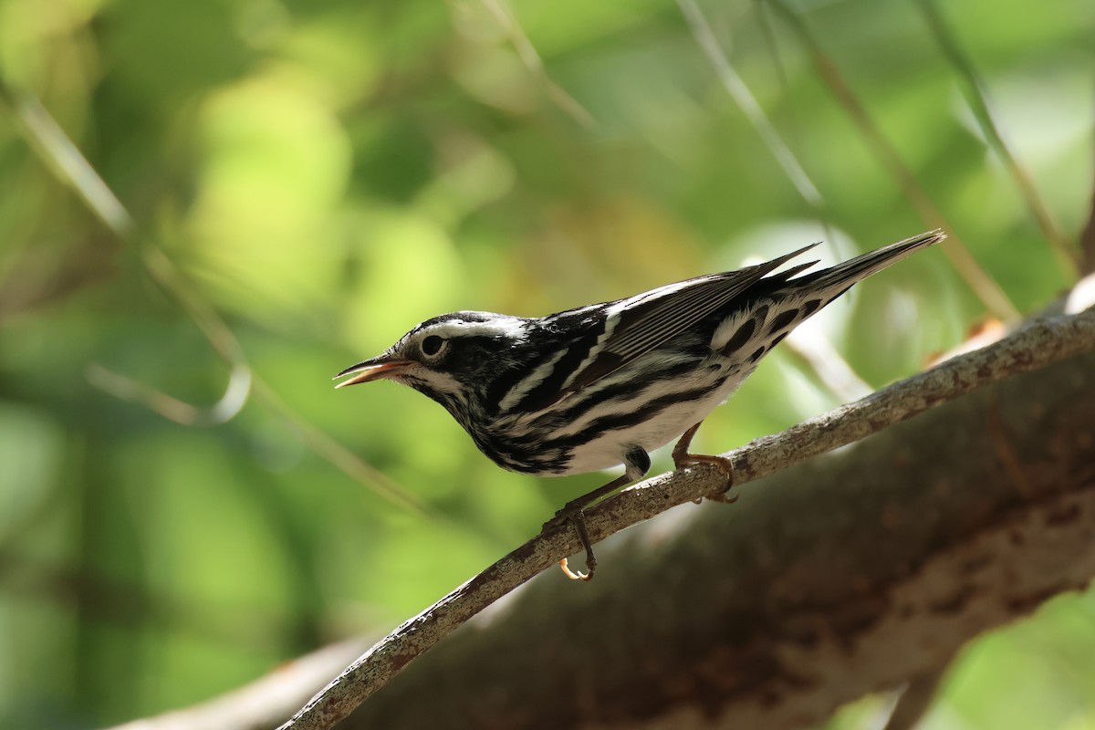 Black-and-white Warbler - E R