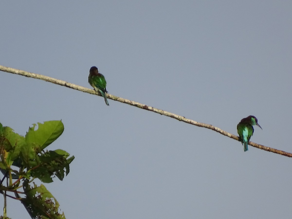 Blue-throated Bee-eater - ML618426641