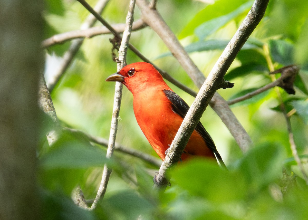Scarlet Tanager - ML618426675