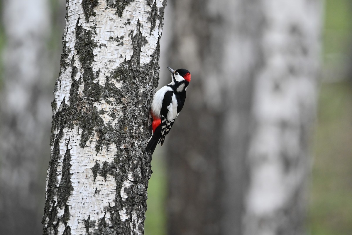 Great Spotted Woodpecker - Kenzhegul Qanatbek