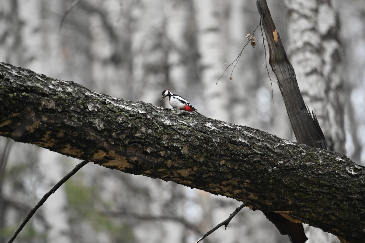 Great Spotted Woodpecker - ML618426707