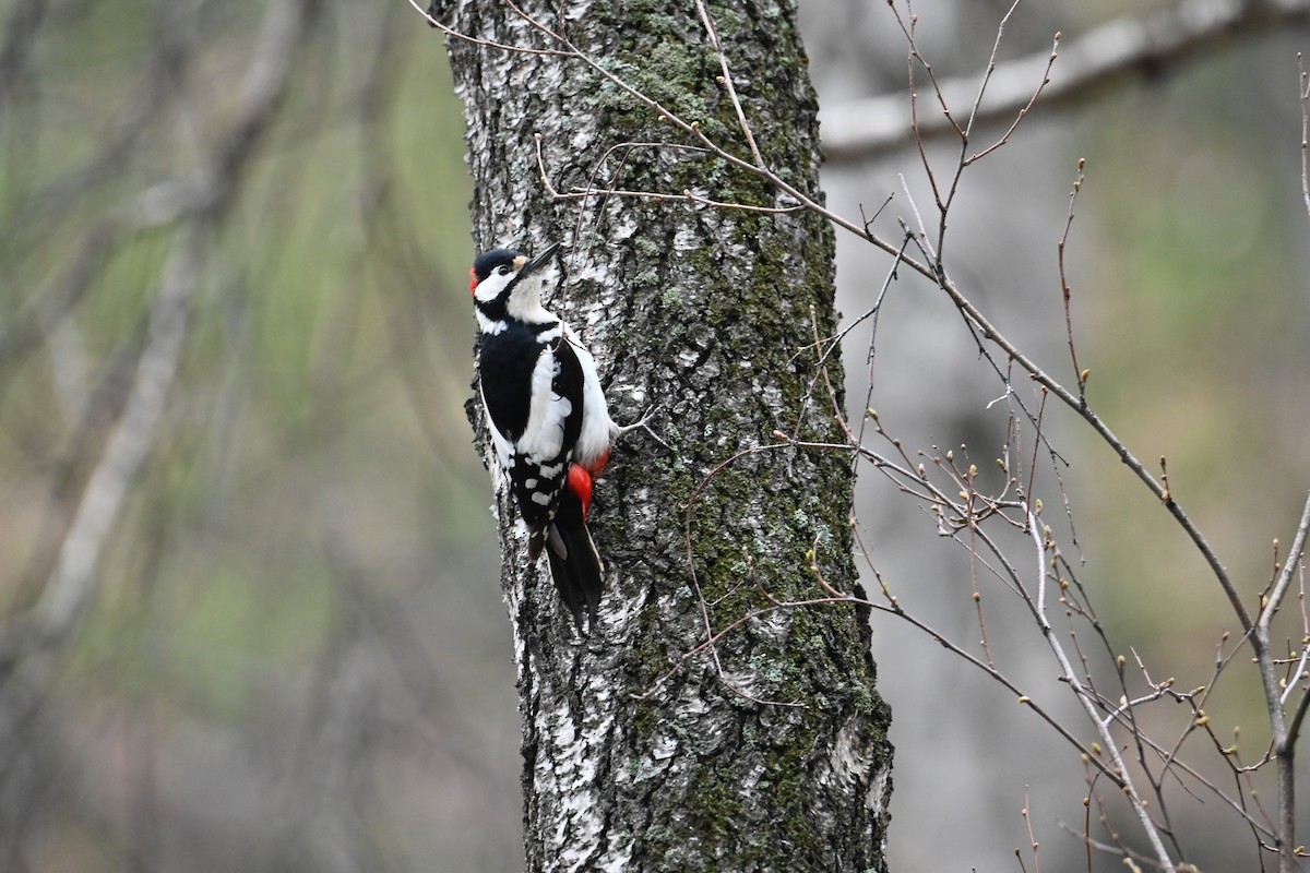 Great Spotted Woodpecker - Kenzhegul Qanatbek