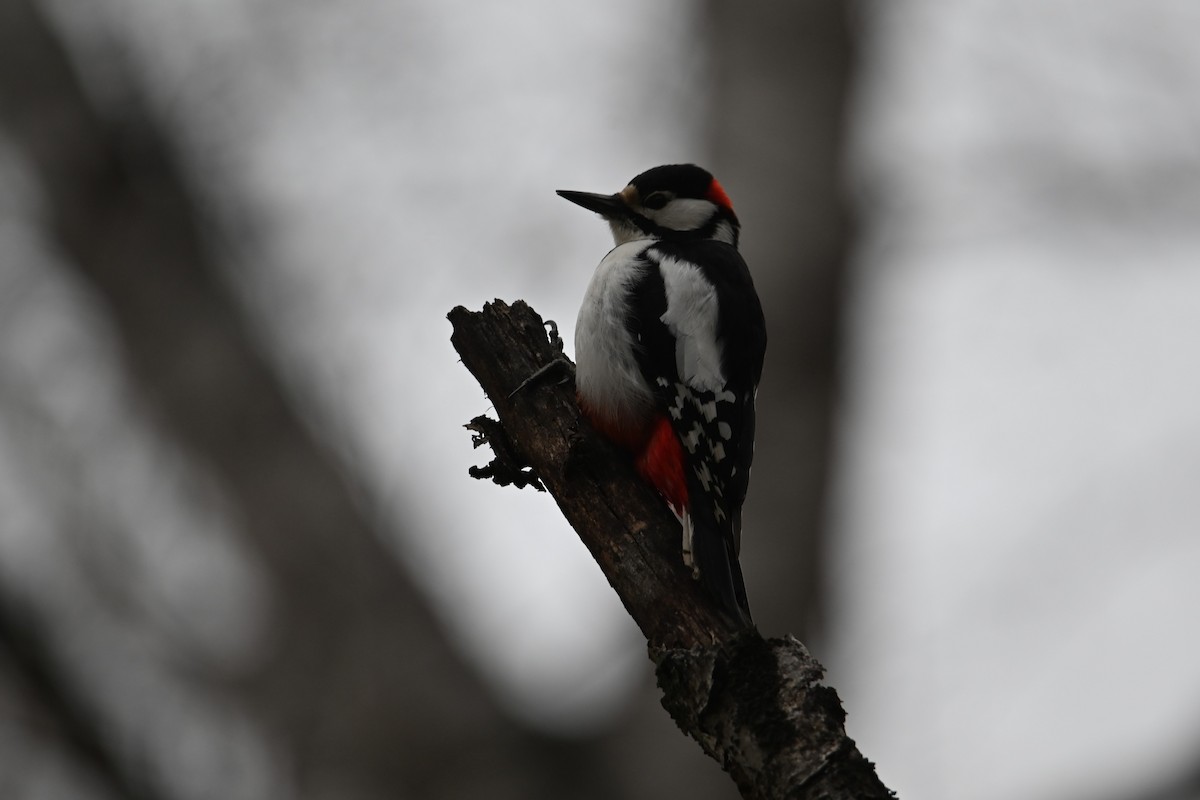 Great Spotted Woodpecker - ML618426717