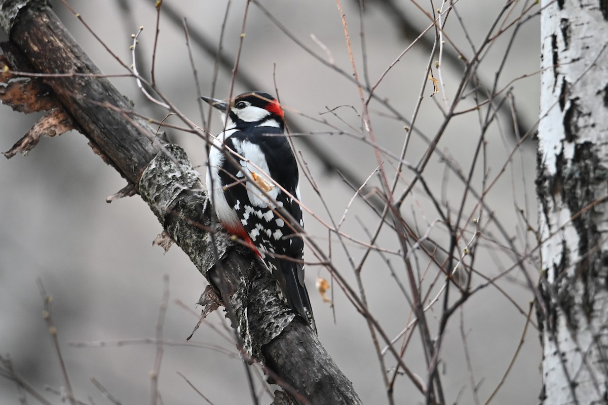 Great Spotted Woodpecker - ML618426718
