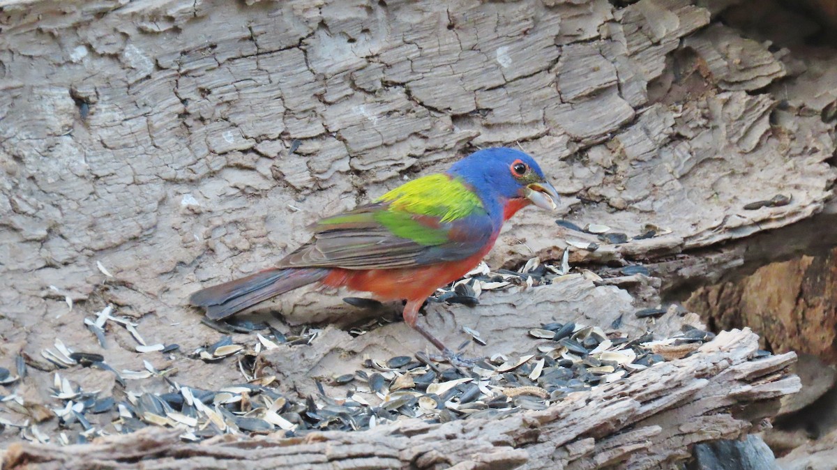 Painted Bunting - ML618426756