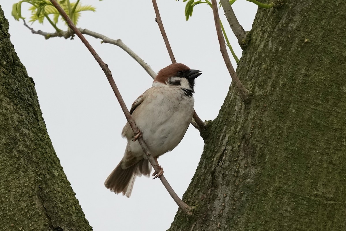Eurasian Tree Sparrow - ML618426779