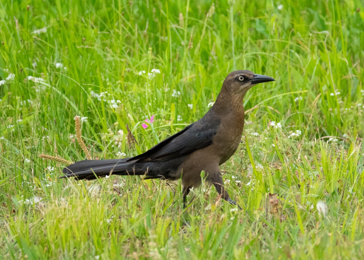Great-tailed Grackle - ML618426791
