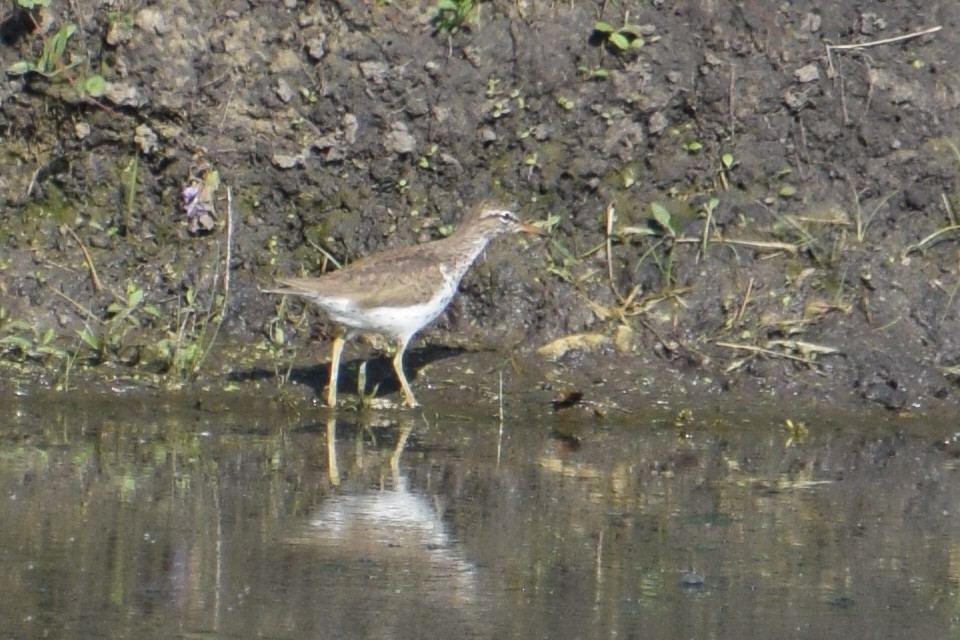 Spotted Sandpiper - Sandy Dion
