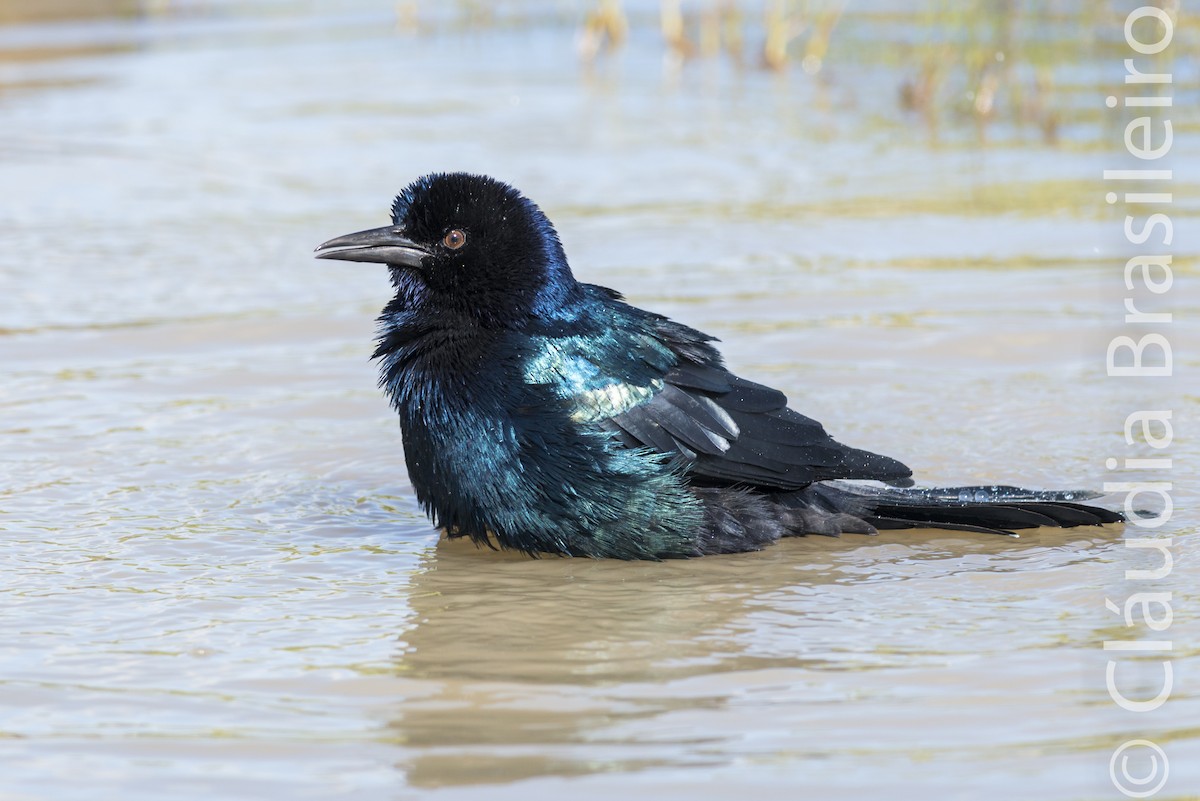 Boat-tailed Grackle - ML61842681