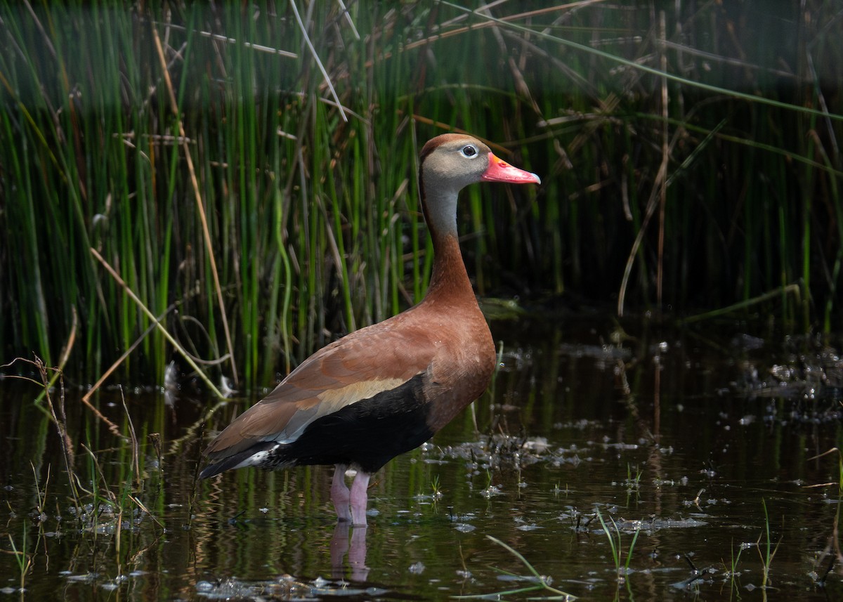 Black-bellied Whistling-Duck - Andrew Bates