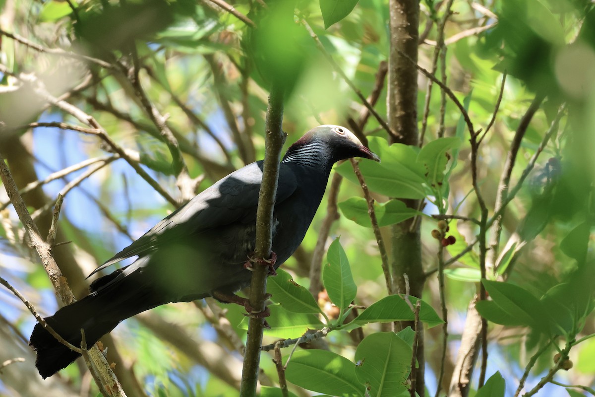 White-crowned Pigeon - E R