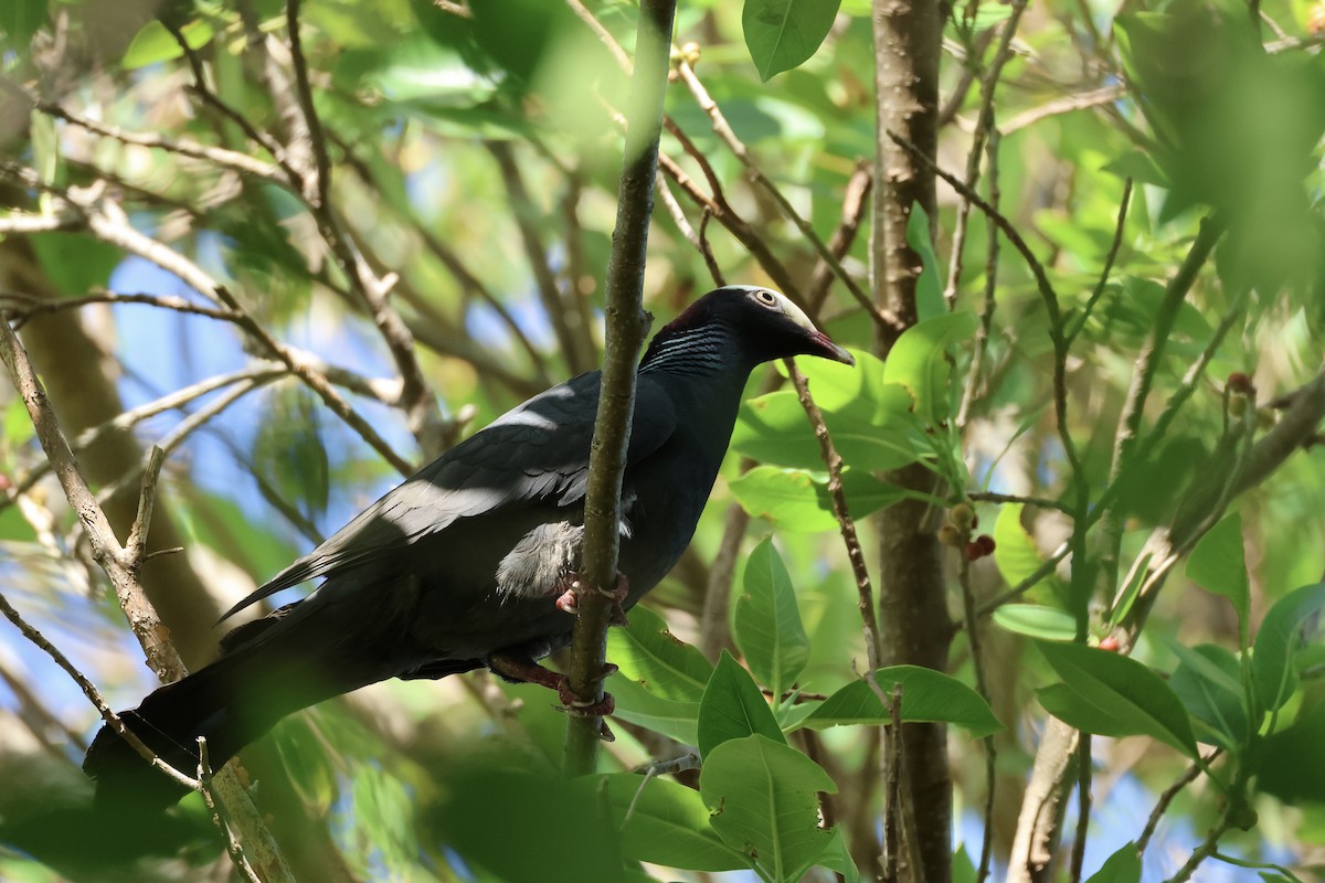 White-crowned Pigeon - ML618426825