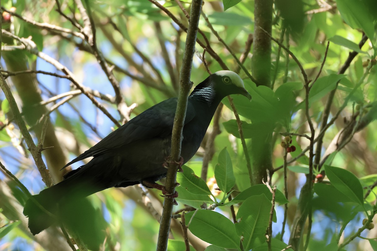 White-crowned Pigeon - ML618426832
