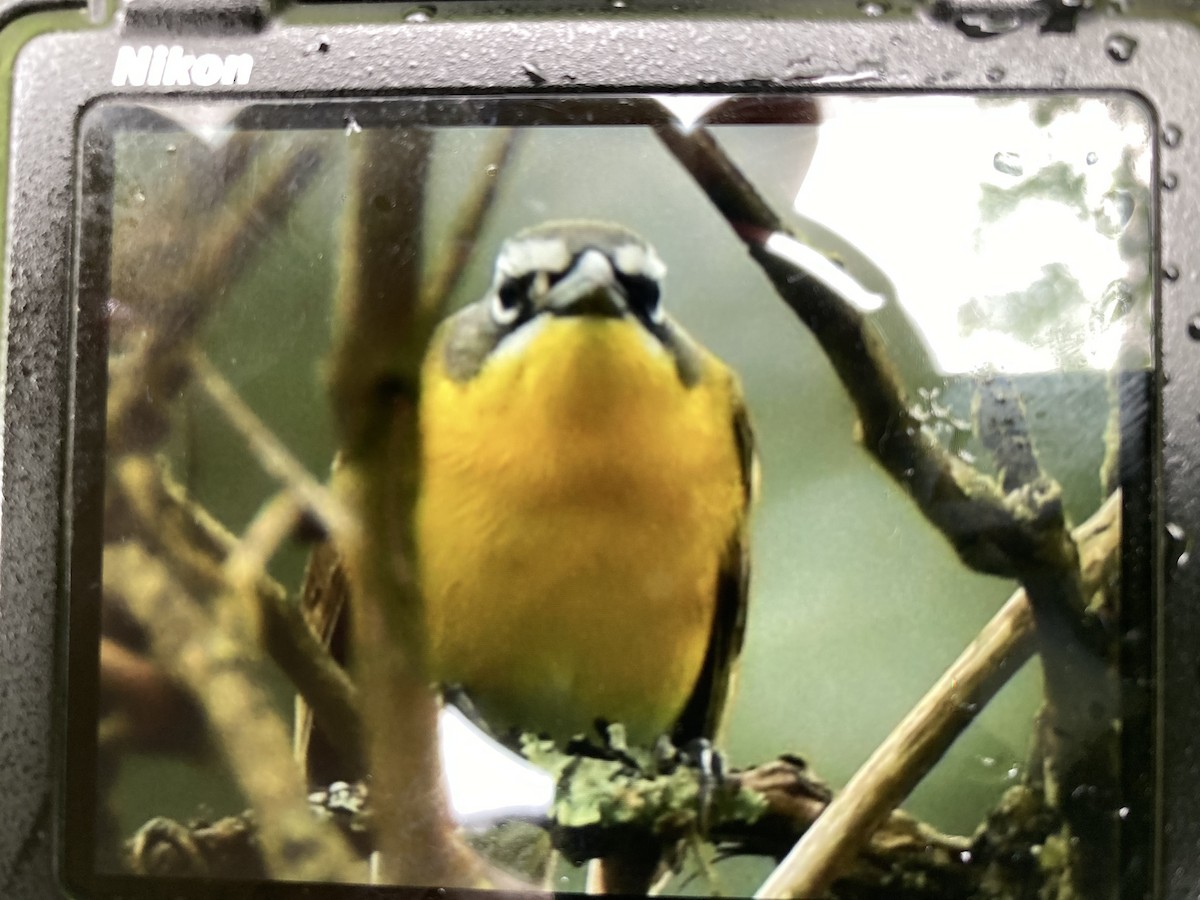 Yellow-breasted Chat - ML618426837