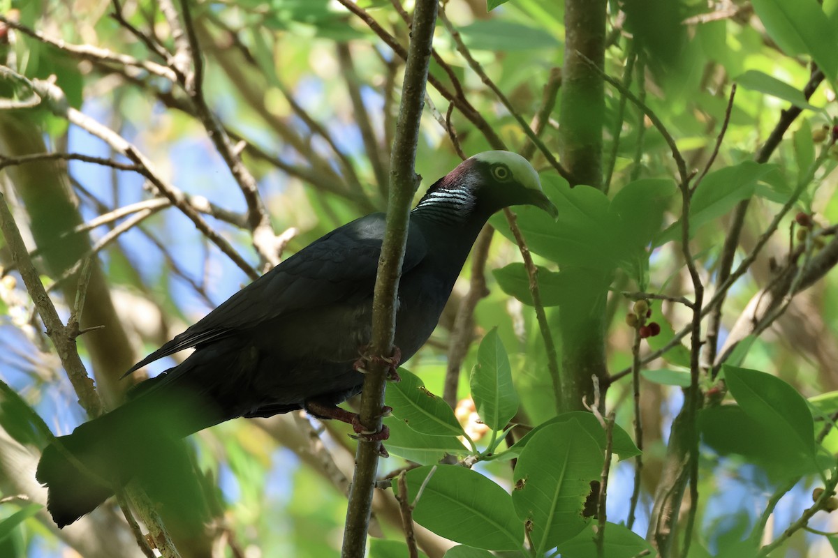 White-crowned Pigeon - ML618426839