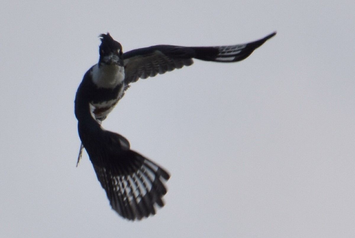 Belted Kingfisher - ML618426841