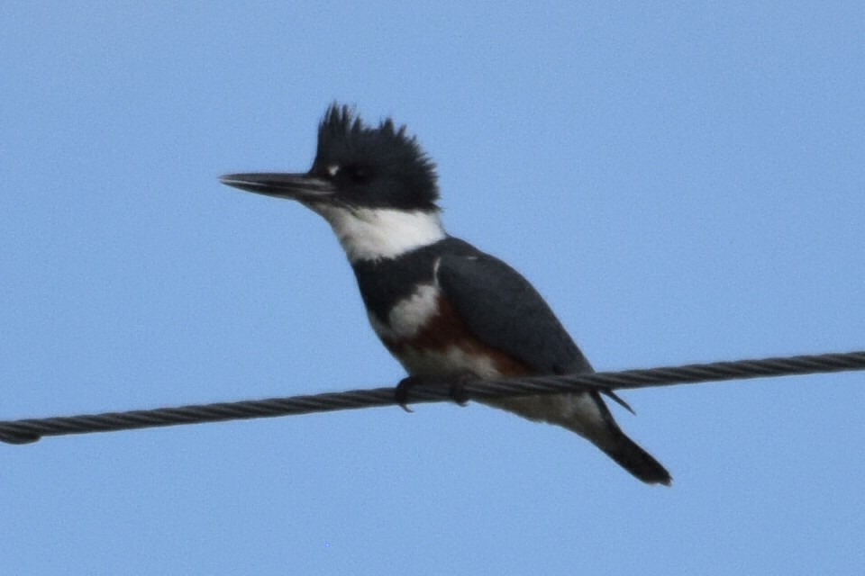 Belted Kingfisher - ML618426842