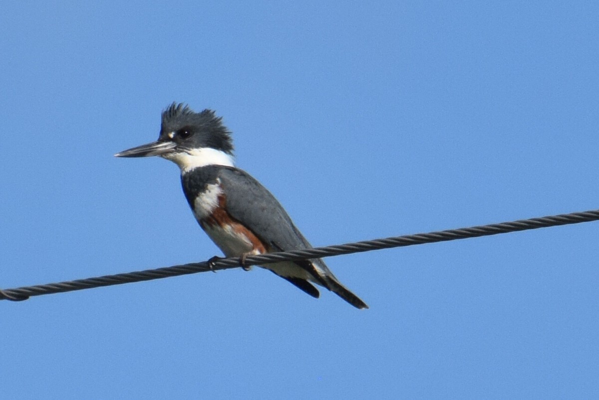Belted Kingfisher - ML618426843
