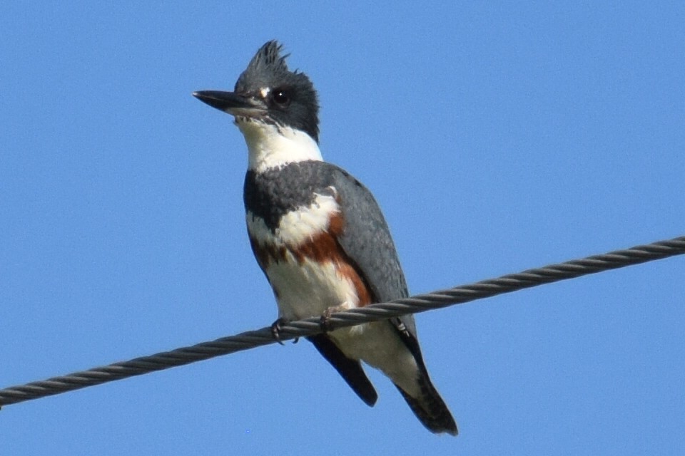 Belted Kingfisher - ML618426844