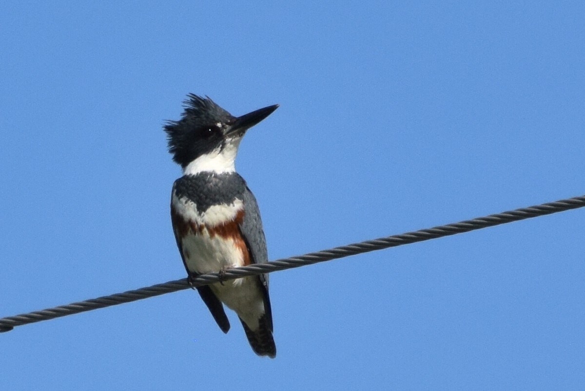 Belted Kingfisher - Sandy Dion