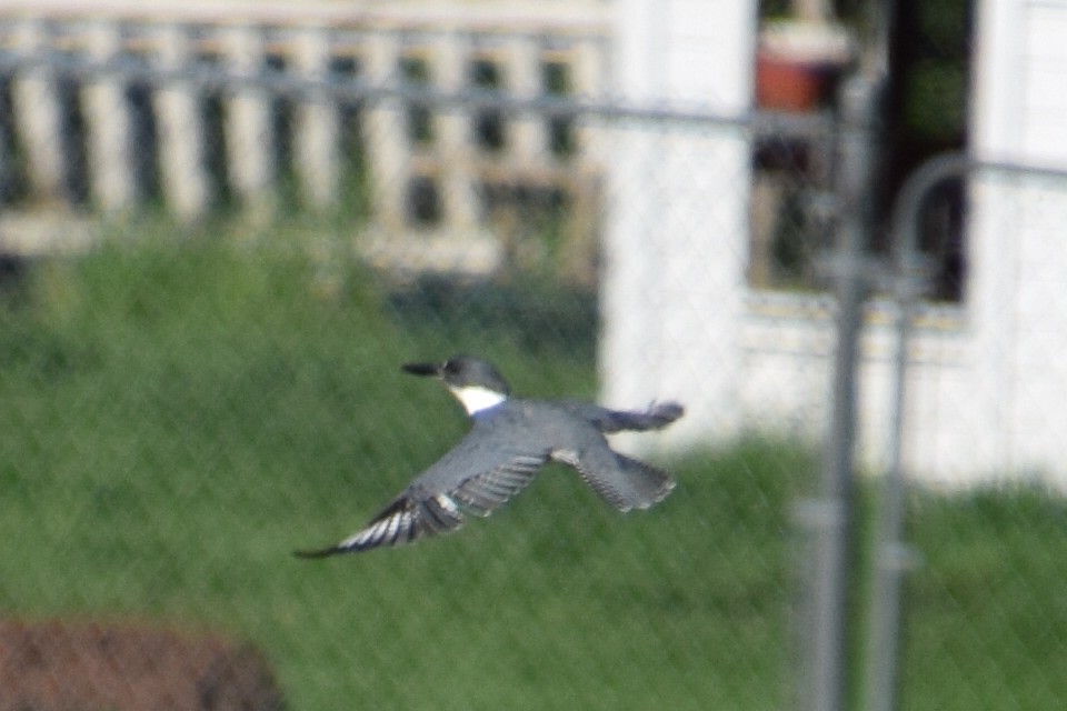 Belted Kingfisher - ML618426846