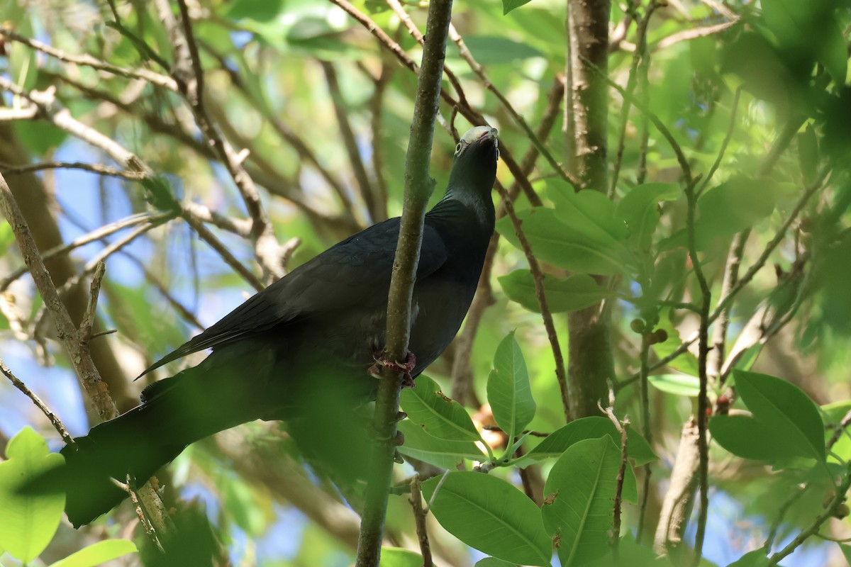 White-crowned Pigeon - ML618426848