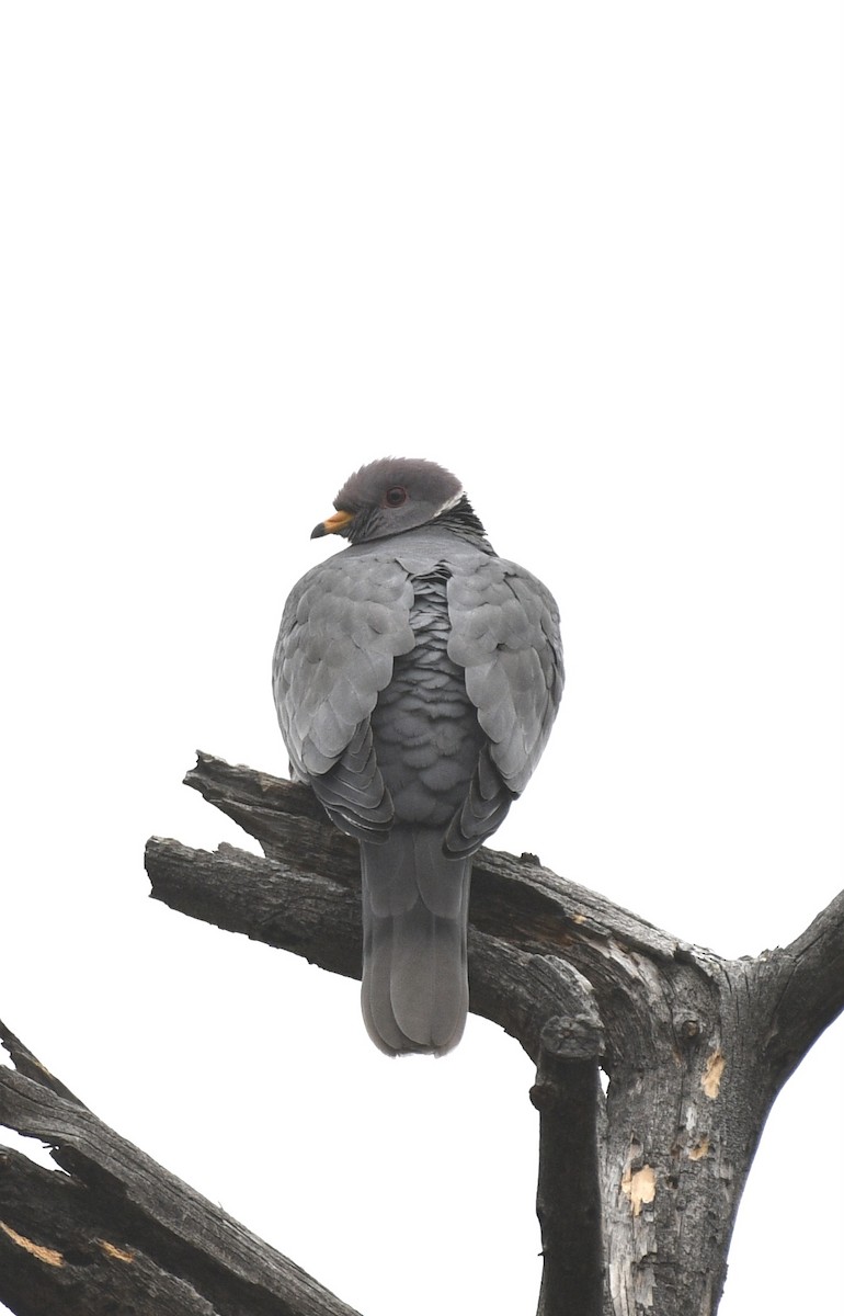 Pigeon à queue barrée - ML618426859