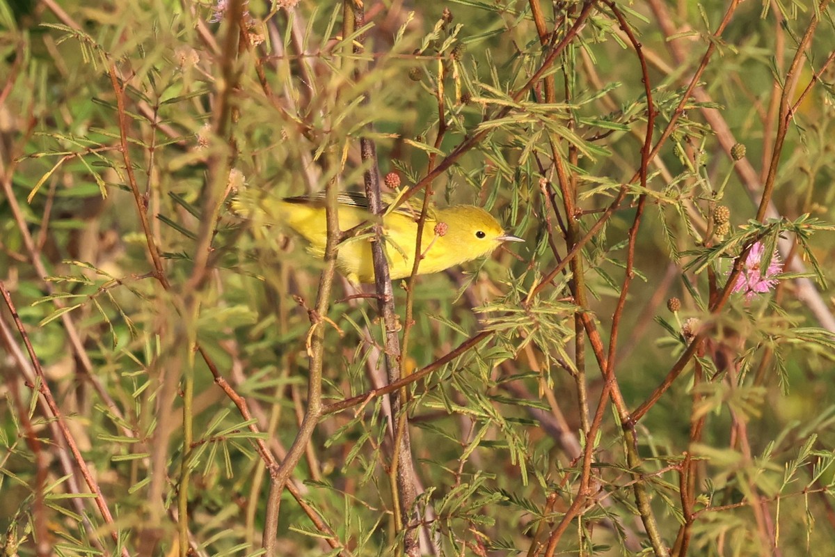 Yellow Warbler - ML618426872