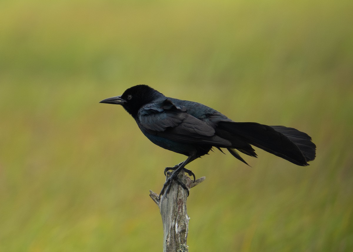 Boat-tailed Grackle - ML618426879