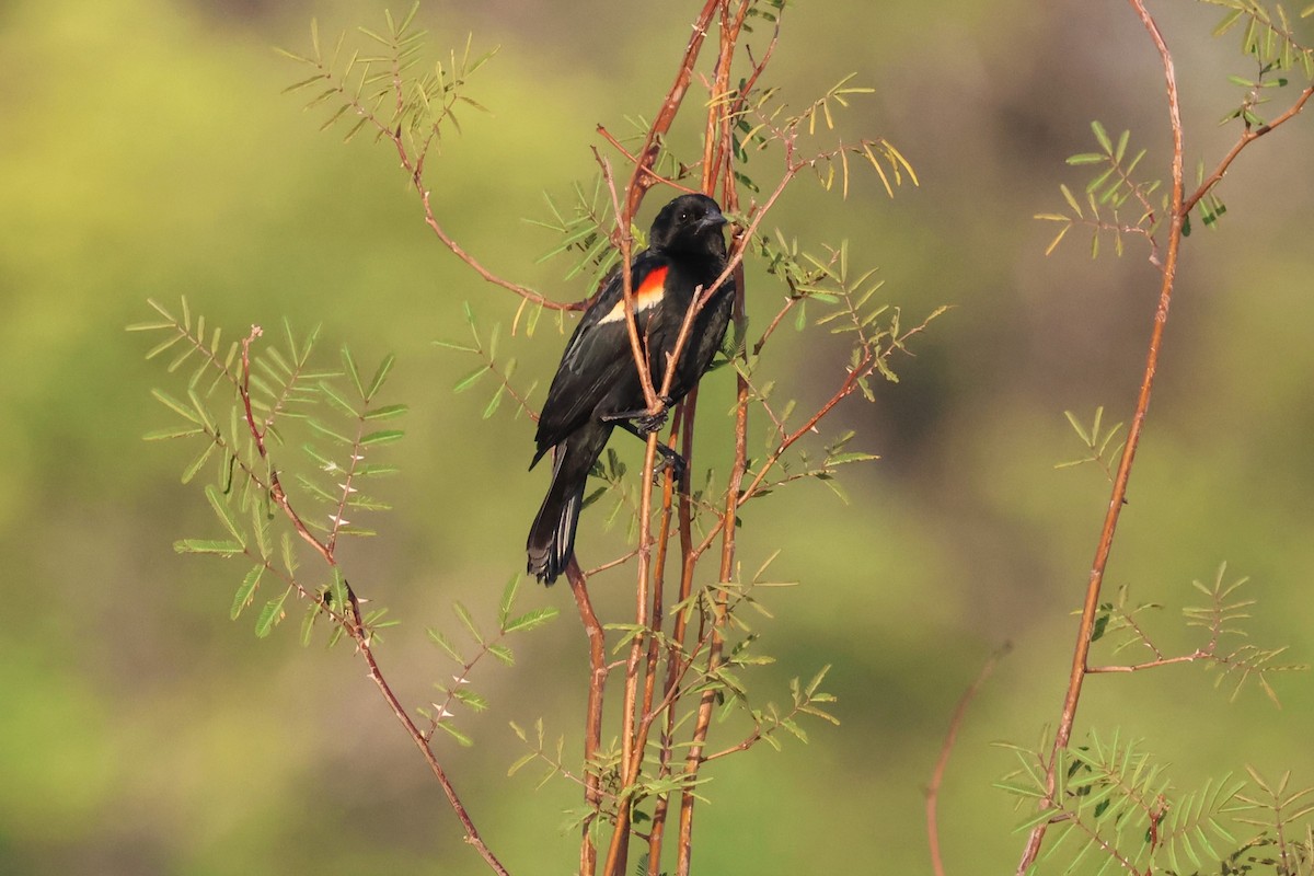 Red-winged Blackbird - ML618426887