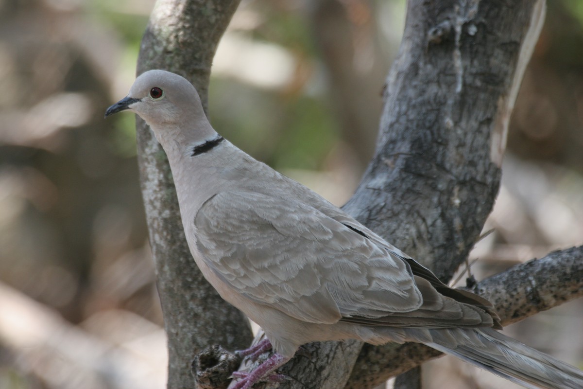 Eurasian Collared-Dove - ML618426898