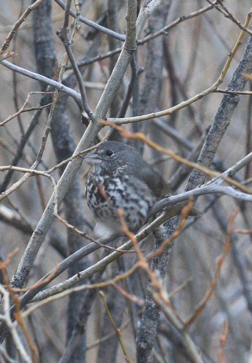 Fox Sparrow (Slate-colored) - ML618426911