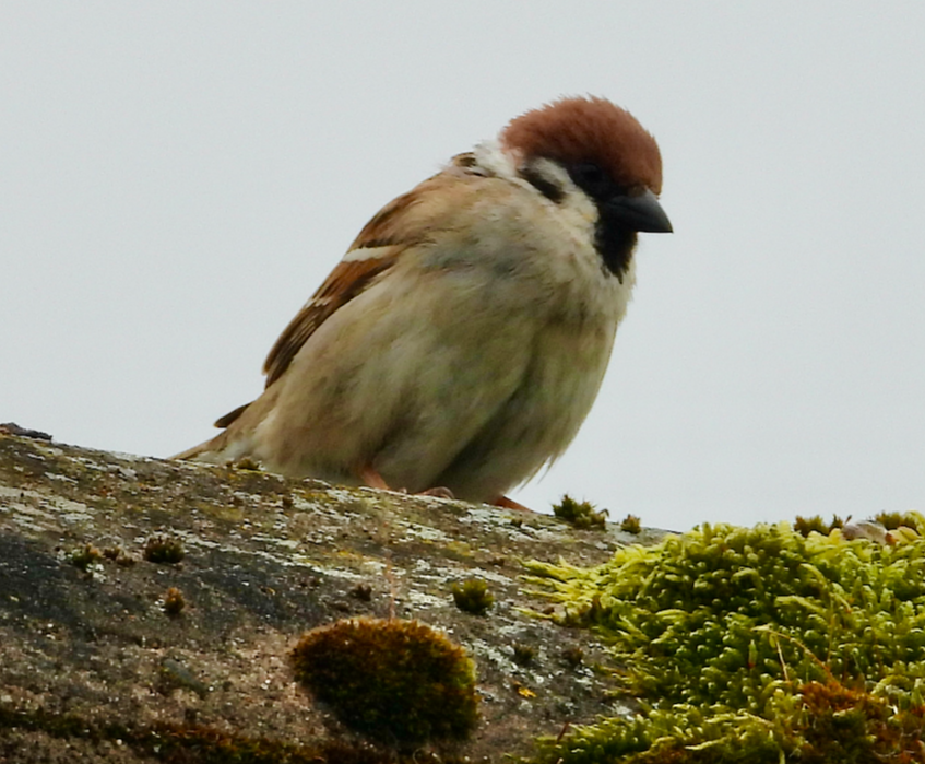 Eurasian Tree Sparrow - ML618427002