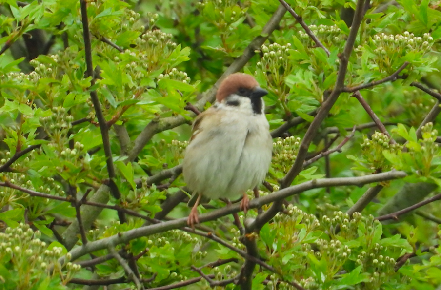 Eurasian Tree Sparrow - ML618427008