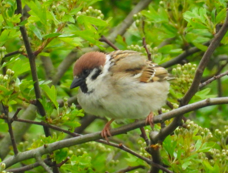 Eurasian Tree Sparrow - ML618427018