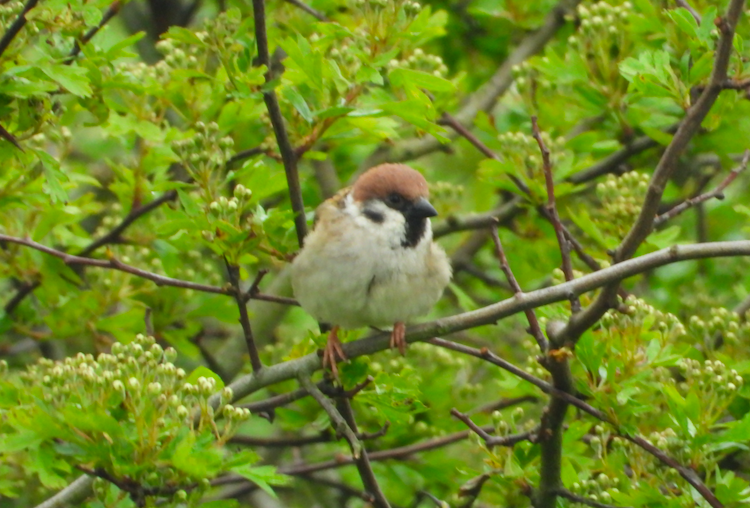 Eurasian Tree Sparrow - ML618427028