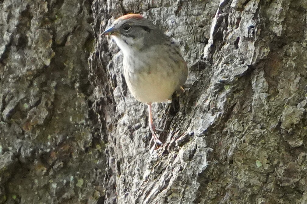 Chipping Sparrow - ML618427068