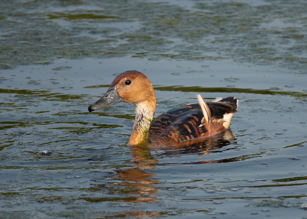 Fulvous Whistling-Duck - ML618427091