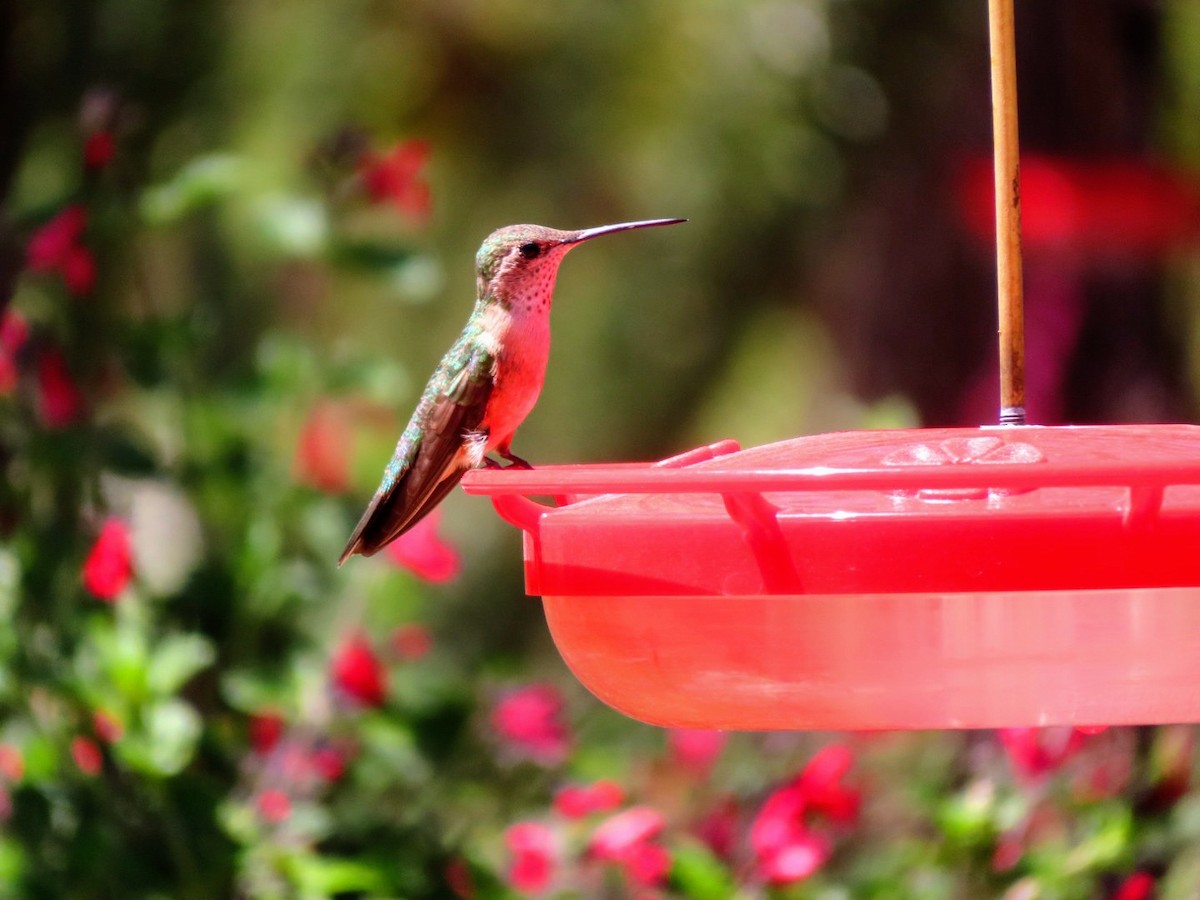 Broad-tailed Hummingbird - ML618427095