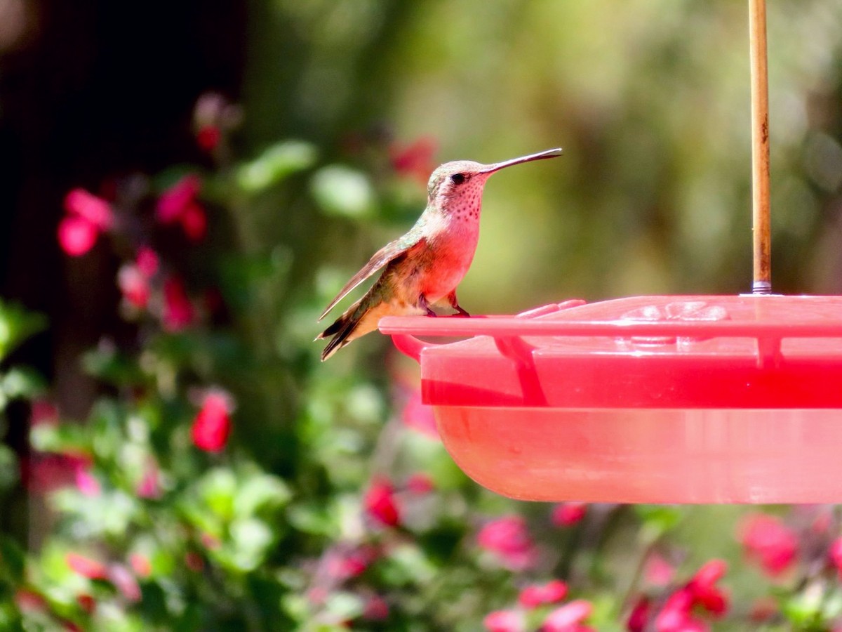 Broad-tailed Hummingbird - ML618427096