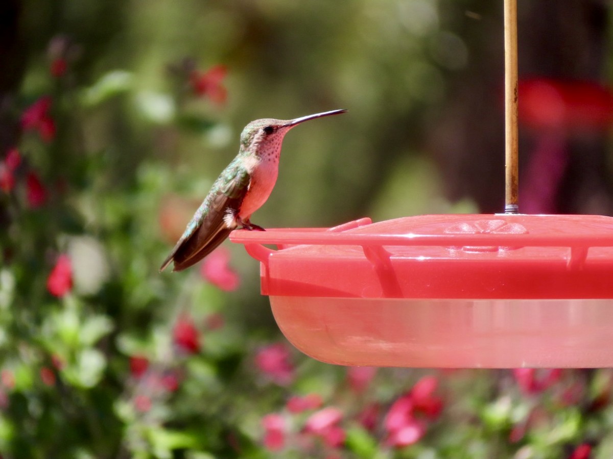 Broad-tailed Hummingbird - Lani Sherman